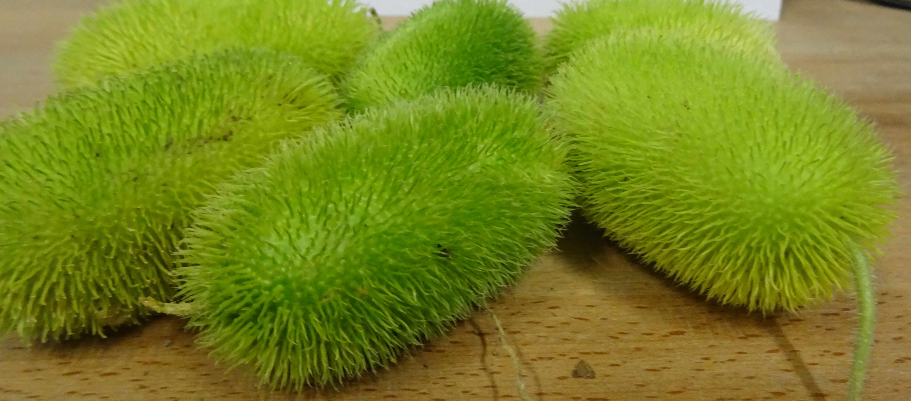 Zierkürbis Stachelgurken grün Cucumis mit weichen Stacheln