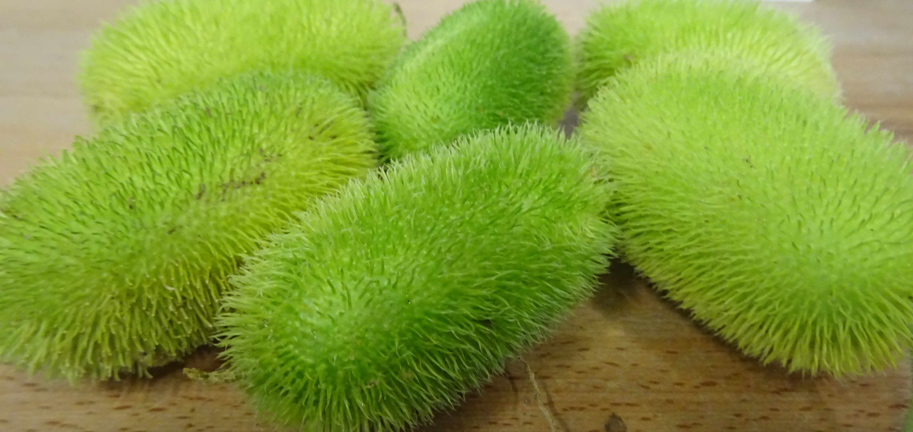  1 Stachelgurken grün  Cucumis mit weichen Stacheln 