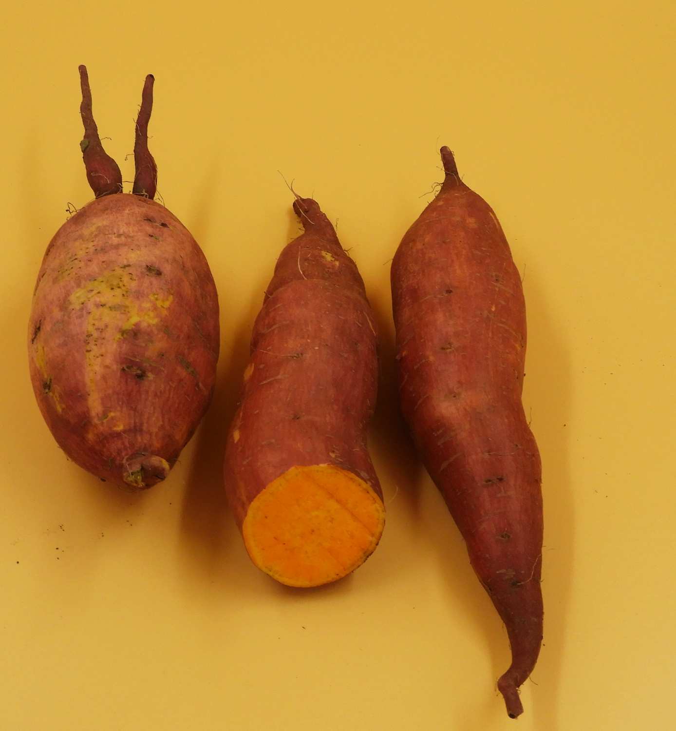 Frische orange pfälzer Süßkartoffeln aus eigenem Anbau 