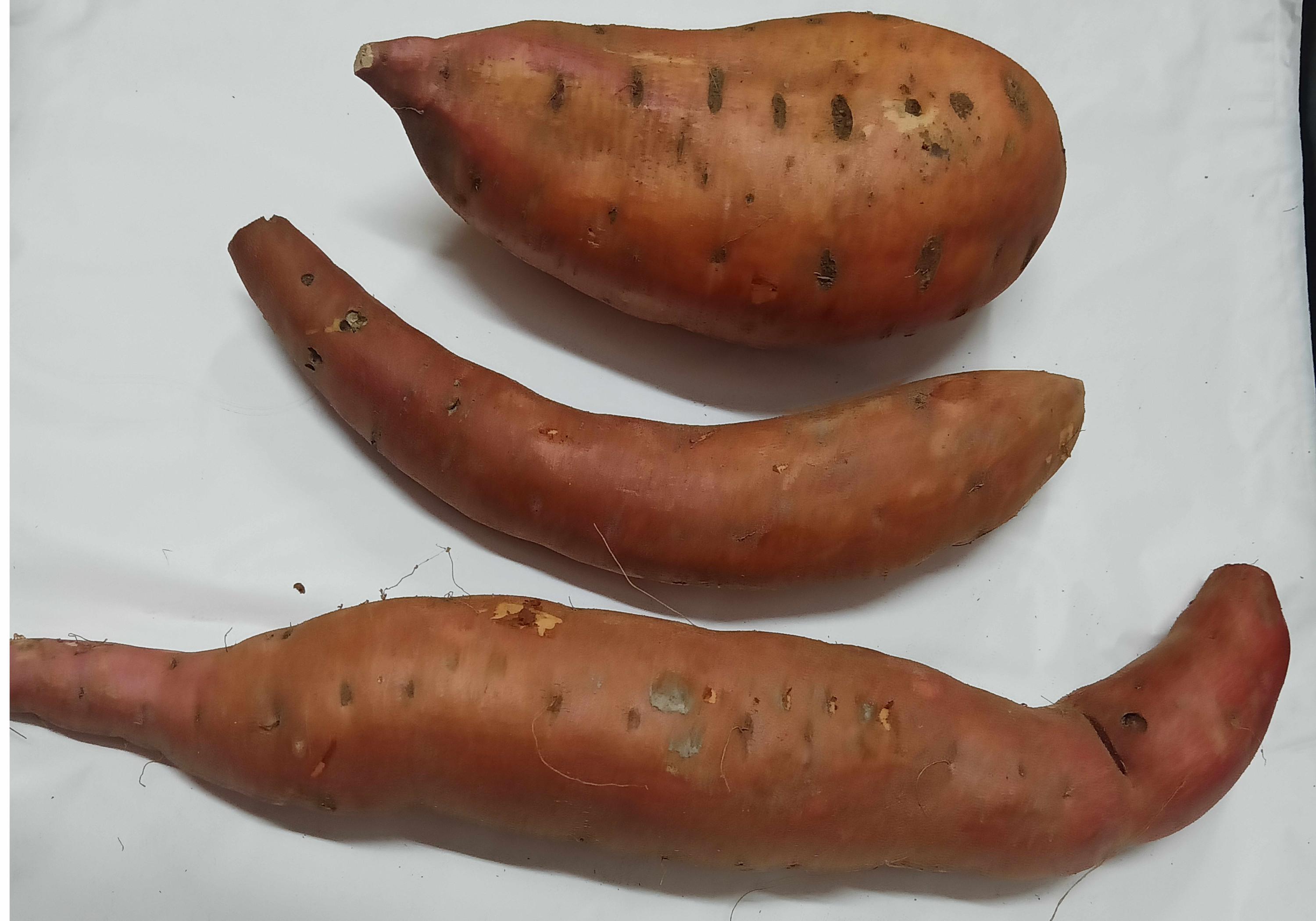 Pfälzer Frische orange Süßkartoffeln 2 Wahl aus eigenem Anbau